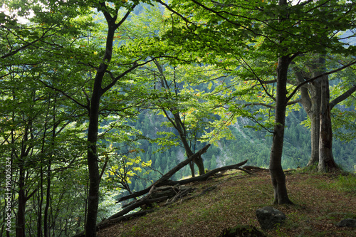 Foto forest