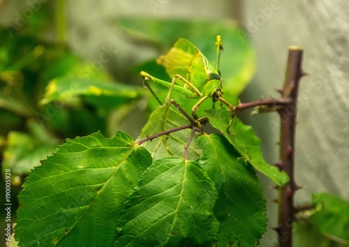 Grasshopper sitting on a leaf in Germany
