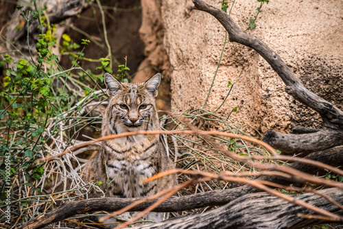 Photography Bobcat