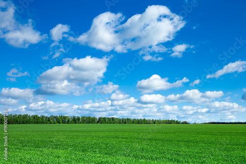 field of grass