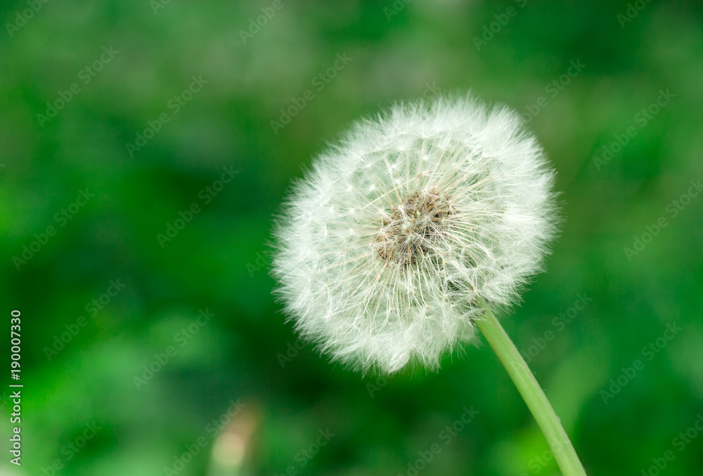 Fototapeta premium Dandelion