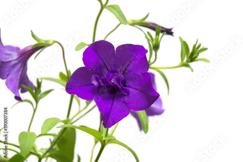 Flowers purple petunias isolated on white background. Flowerbeds. Garden. Flat lay, top view. Surfinia