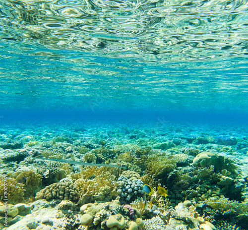 Tranquil underwater