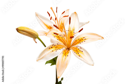 Fototapeta Naklejka Na Ścianę i Meble -  Beautiful yellow lily isolated on white background. Summer. Spring. Flat lay, top view. Love. Valentine's Day. Flower