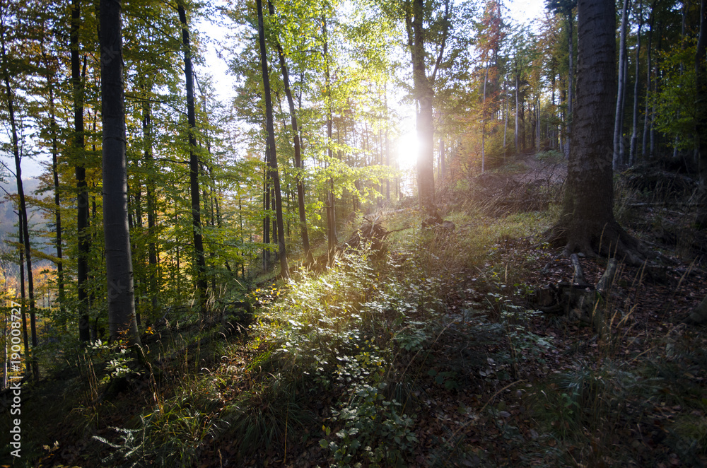 Obraz premium Bieszczady