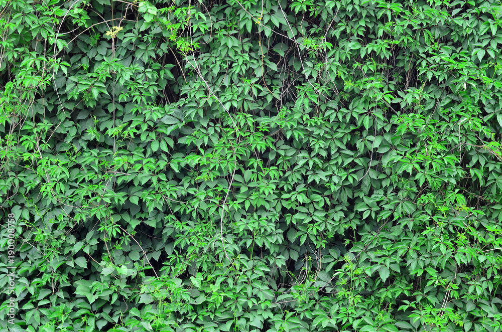 Background texture of a concrete wall, tightly covered with a vine of green ivy Background texture of a concrete wall, tightly covered with a vine of green ivy