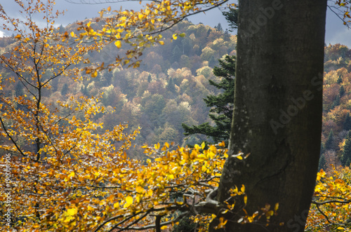 Fototapeta Naklejka Na Ścianę i Meble -  Bieszczady