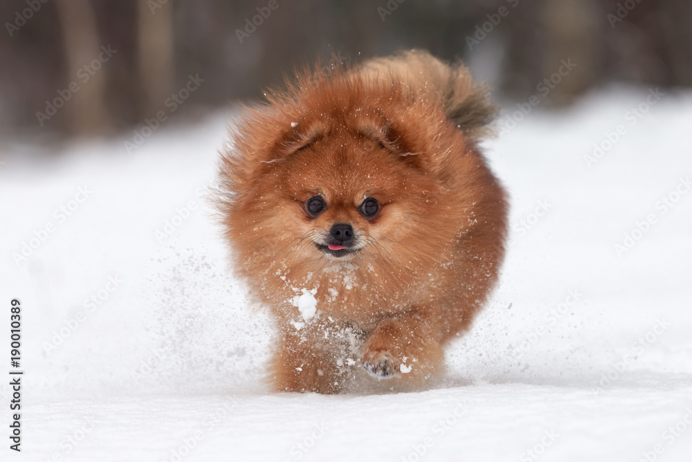 Pomeranian spitz in winter day Pomeranian spitz in winter day