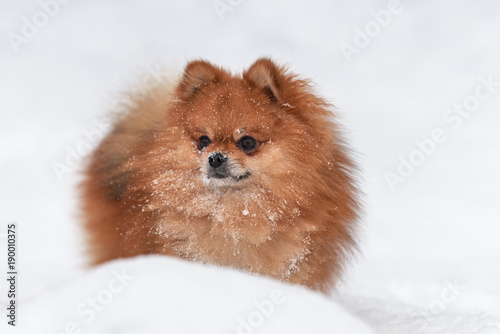 Pomeranian spitz in winter day © byrdyak
