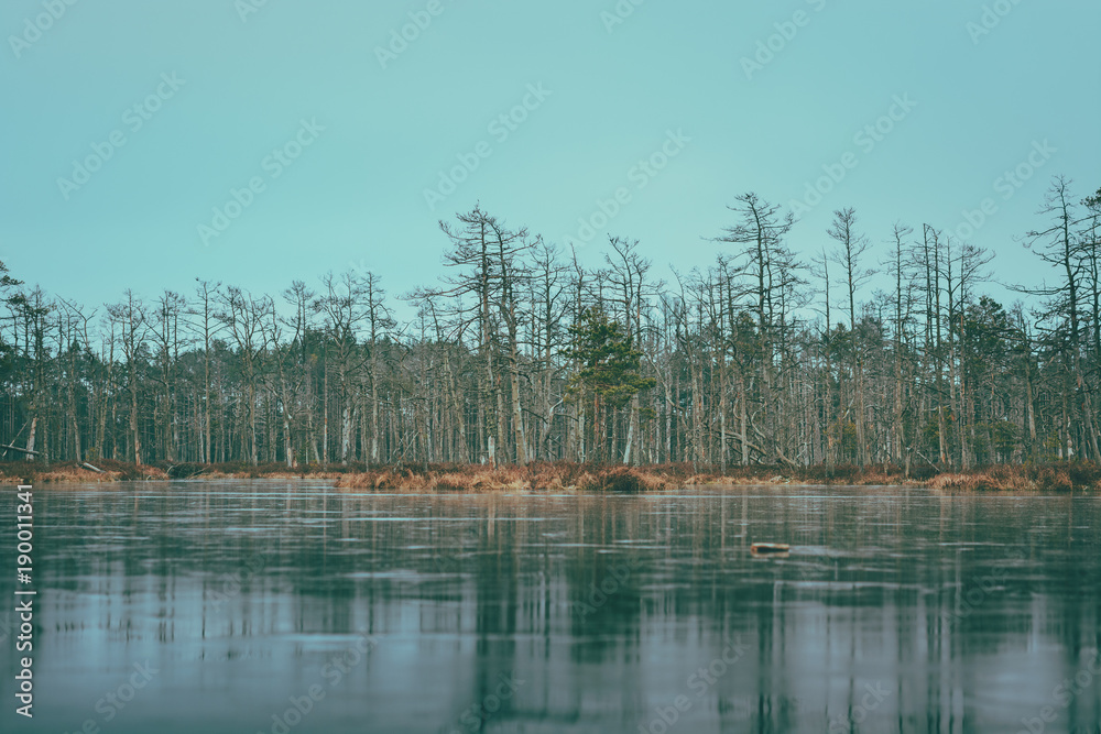 Fototapeta premium Swamp at gloomy weather in Latvia. Apocalyptic feeling hiking on a wooden trail through the bog with dark clouds. Swamp is surrounded with lakes, junipers, plants and wildlife.