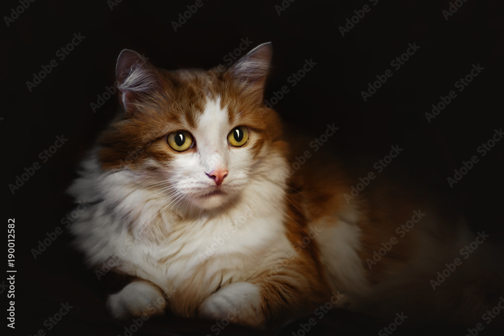 Portrait of a cat of golden color