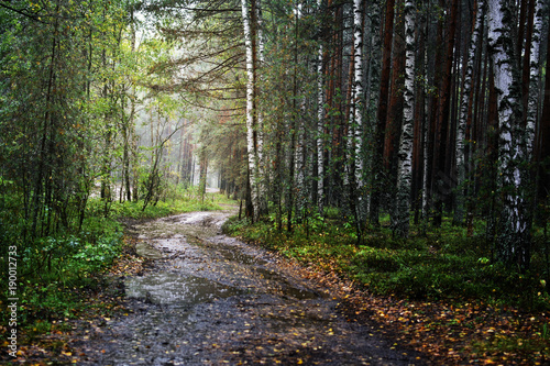 road through forest on rainy day photo