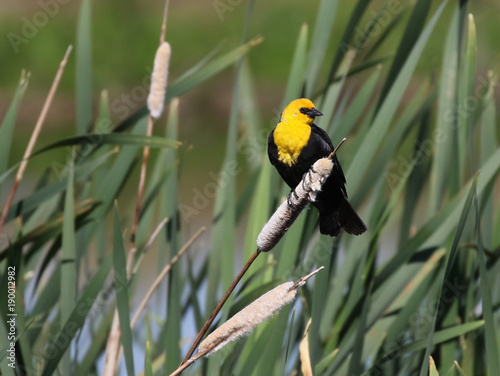 Yellow-headed Blackbird on Cattails