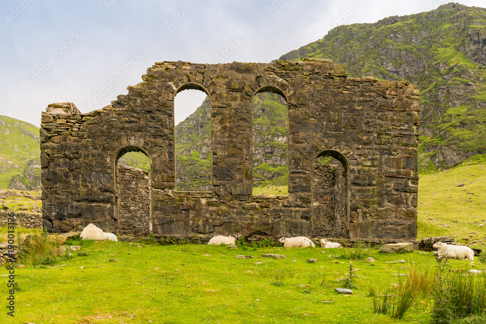 The ruin of Capel Rhosydd near Blaenau Ffestiniog, Gwynedd, Wales, UK - with some sheep resting