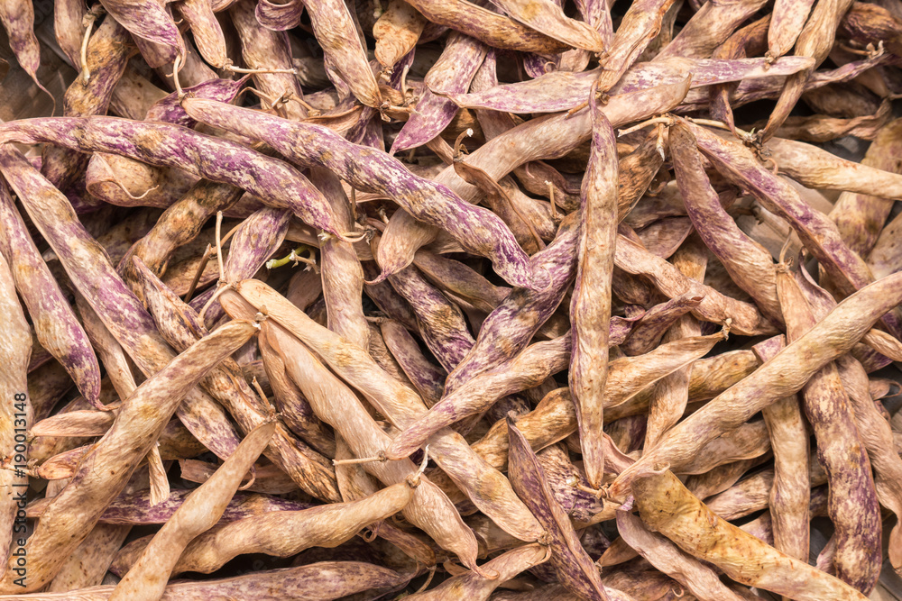 closeup of dried haricot bean pods 