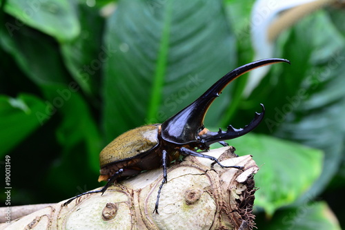 The worlds largest extent beetle, the Hercules beetle,aka a rhino beetle.