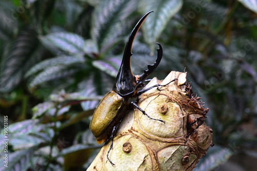 фотографія The worlds largest extent beetle, the Hercules beetle,aka a rhino beetle