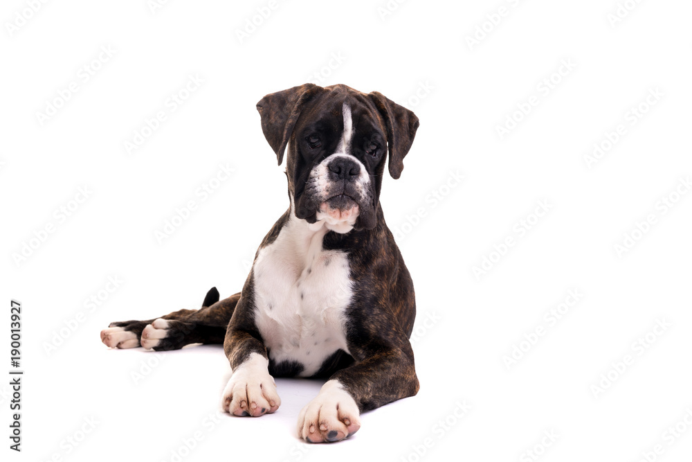 Beautiful Boxer puppy Beautiful Boxer puppy