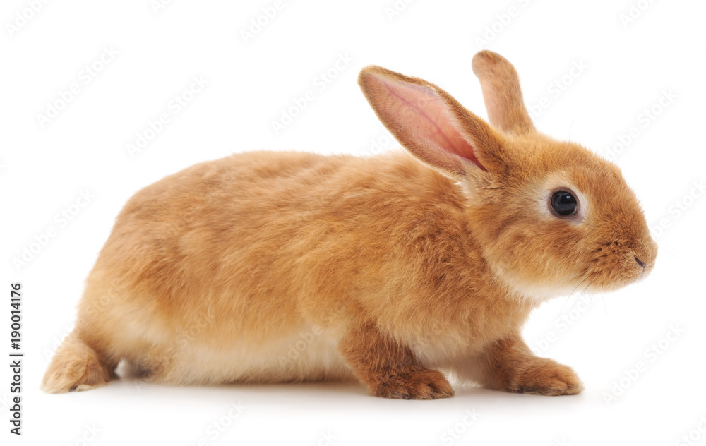 One brown rabbit.