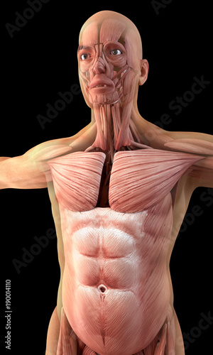 Human muscles on black background