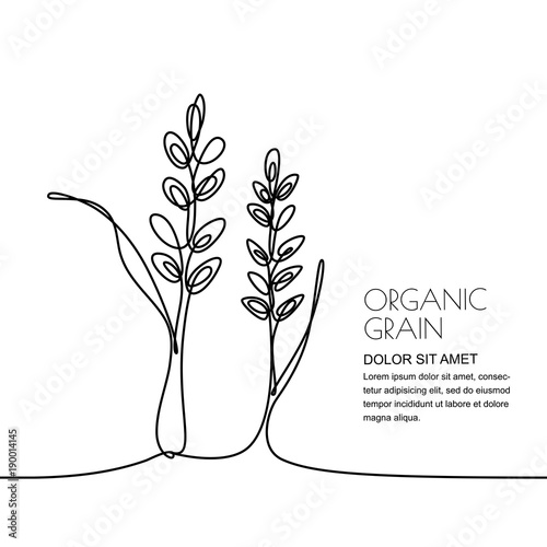 Continuous line drawing. Vector linear illustration of wheat, rice ears and grains isolated on white background. Design elements for agriculture, organic cereal products, bakery.
