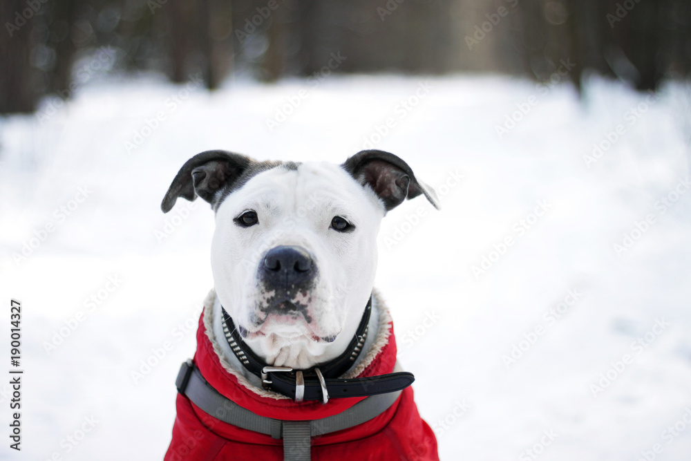 Cute white dog american staffordshire-terrier sitting on the snow and looking into the camera Cute white dog american staffordshire-terrier sitting on the snow and looking into the camera
