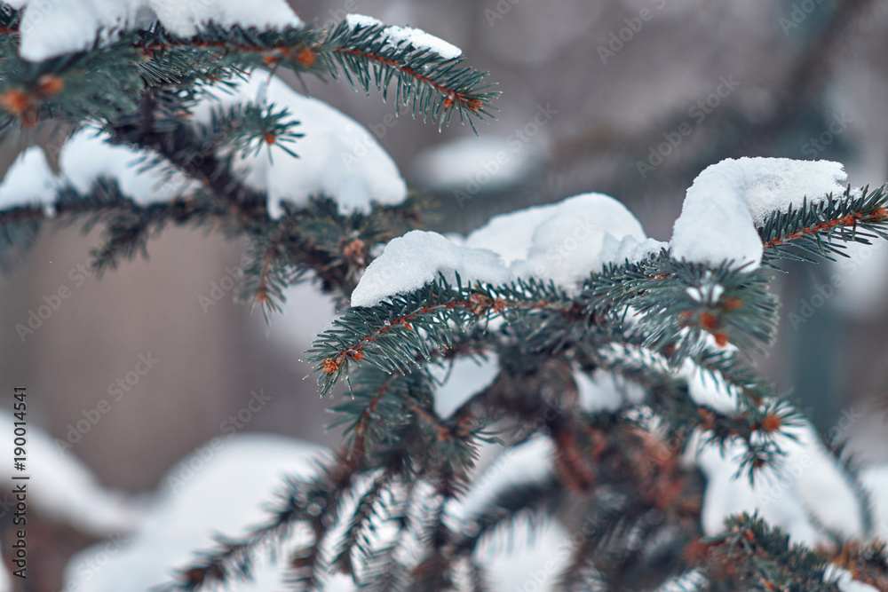 Winter landscape. A Christmas tree covered with snow, a cold climate. Winter landscape. A Christmas tree covered with snow, a cold climate.
