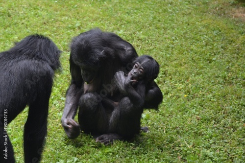 Bonobo