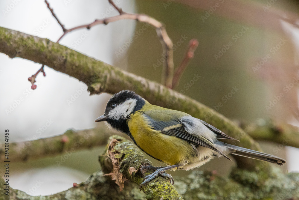 Fototapeta premium Yellow bird great tit on a branch of a tree in late winter