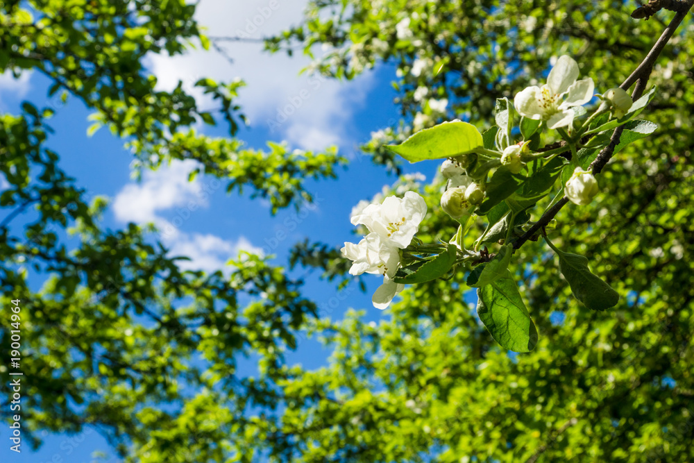 Spring blooming apple tree branch lit by the sun Spring blooming apple tree branch lit by the sun