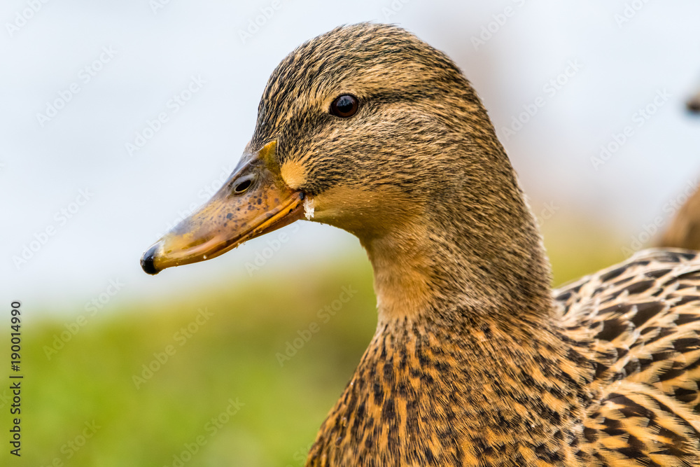 Female mallard duck. Detail of head from a side, portrait Female mallard duck. Detail of head from a side, portrait
