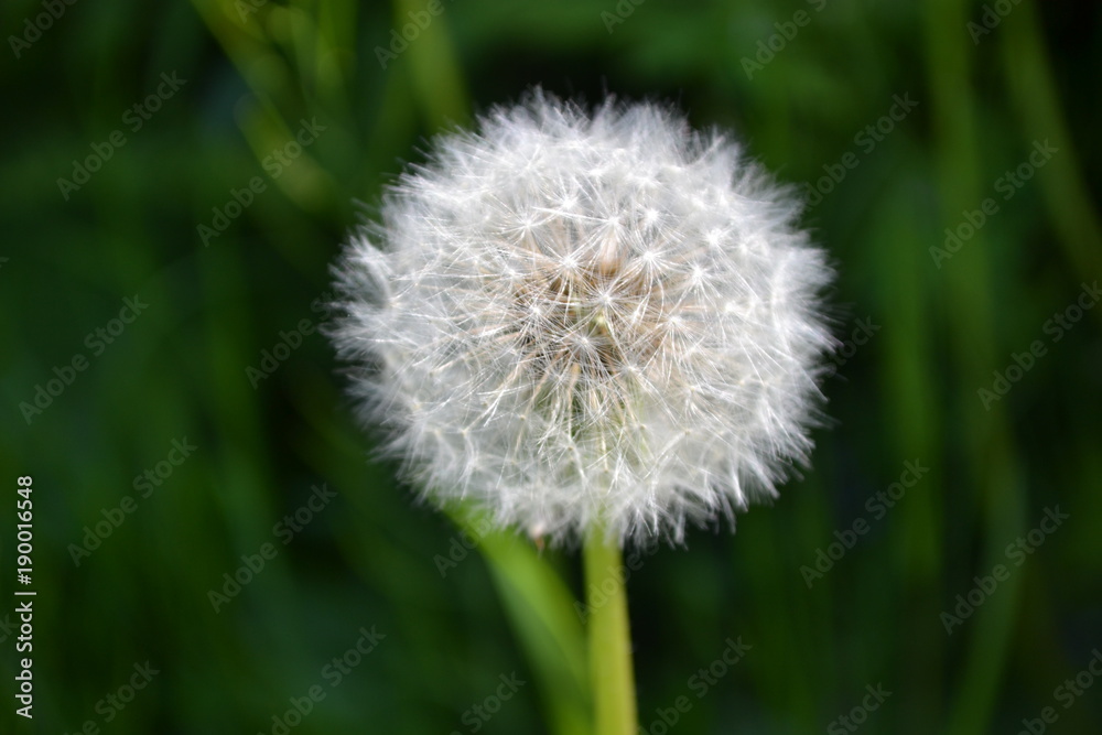Pusteblume Pusteblume