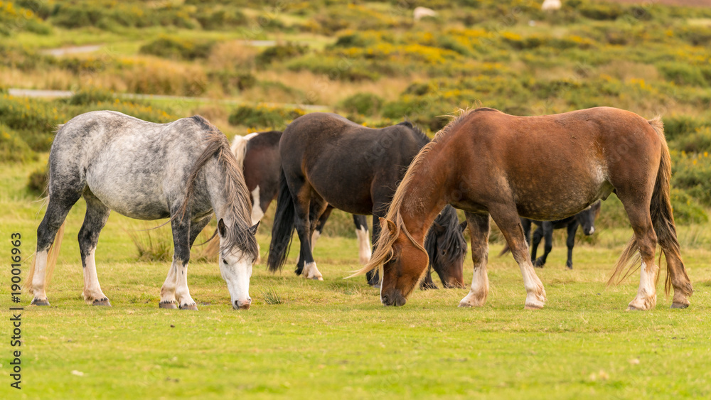 Wild horses near Hay Bluff and Twmpa in the Black Mountains, Wales, UK