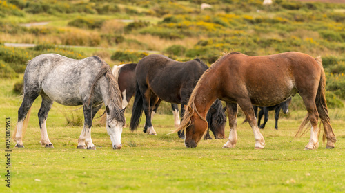 Wild horses near Hay Bluff and Twmpa in the Black Mountains, Wales, UK
