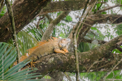 Green iguana in Tortuguero National Park, Costa Rica © laranik