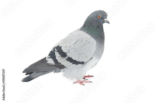 homing pigeon © Perytskyy