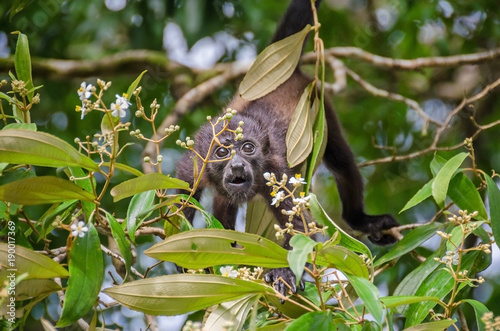 Juvenile Mantled howler in Tortuguero National Park, Costa Rica photo