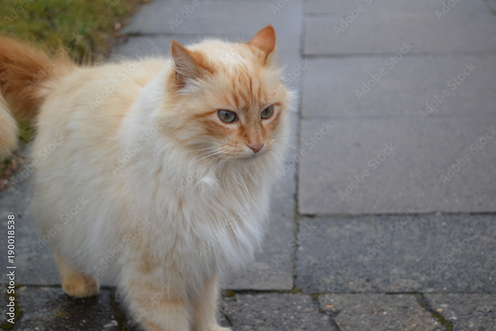 Obraz premium Katze