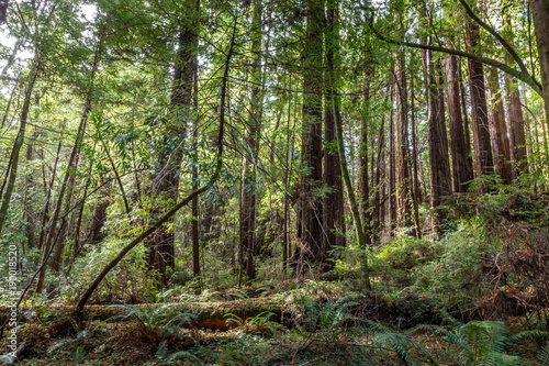 The redwood jungle
