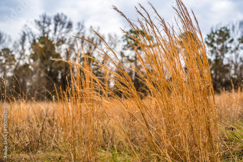 Wheat Field Background 
