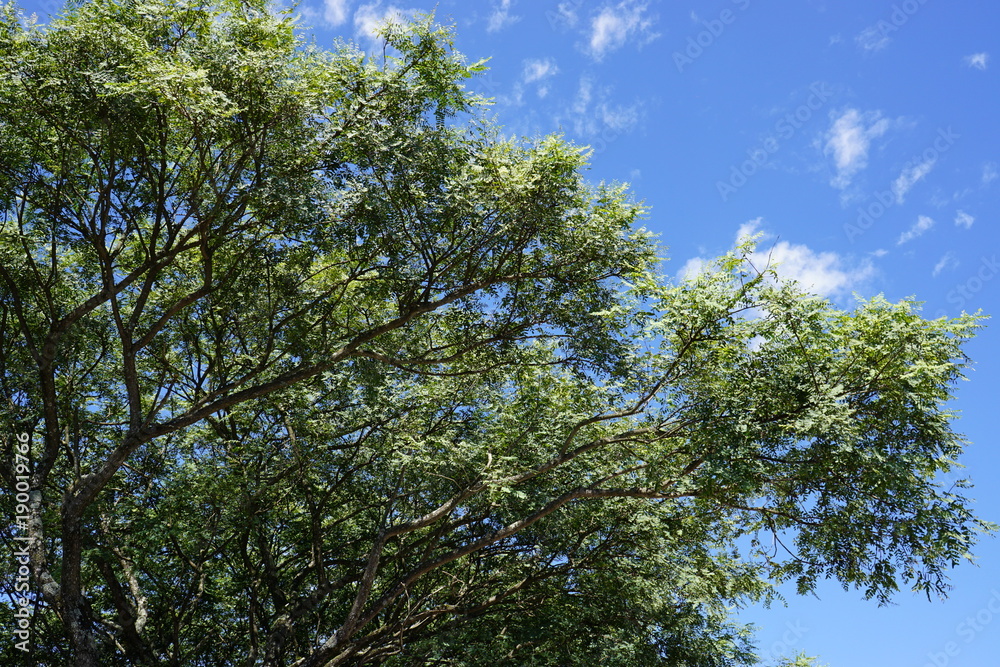 Green tree with blue sky Green tree with blue sky