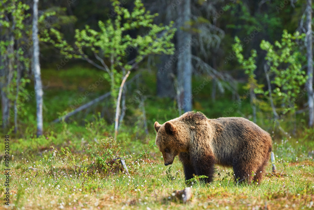 Fototapeta premium Bear in Spring