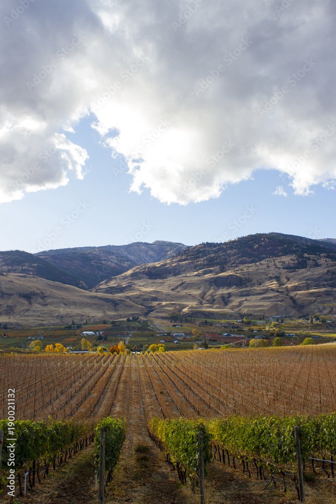 Fototapeta premium Oliver Okanagan Valley Vineyard British Columbia