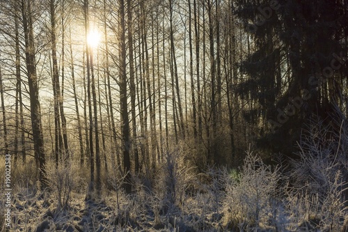 Winter morning with frosted plants