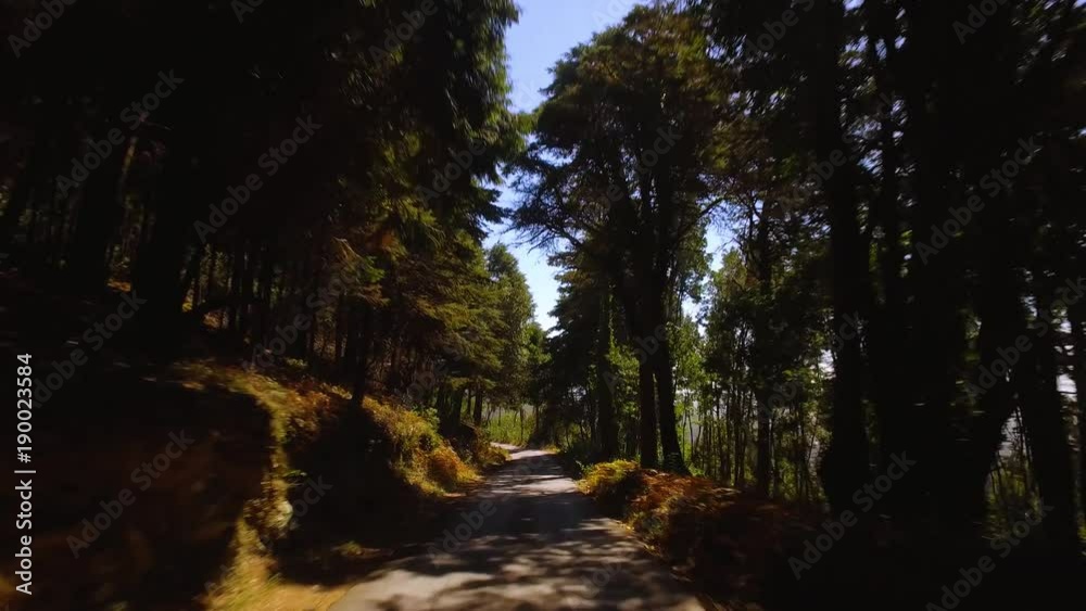 Driving Along a Mountain Road with an Evergreen Forest Driving Along a Mountain Road with an Evergreen Forest