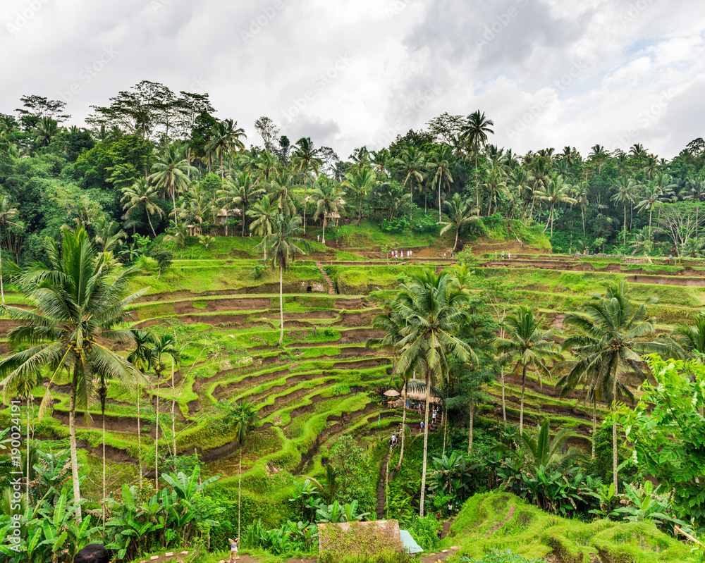 The Rice-fields In Ubud on the island of Bali In Indonesia