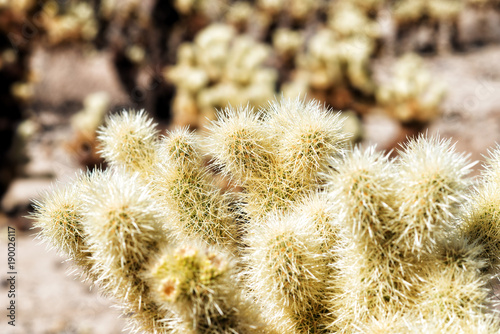 Joshua Tree National Park