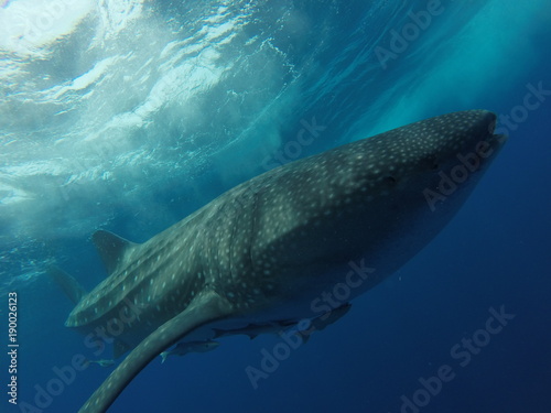 tiburon ballena  © diegoEduardo