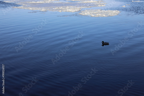 Duck in the winter river © kazanovskyiphoto