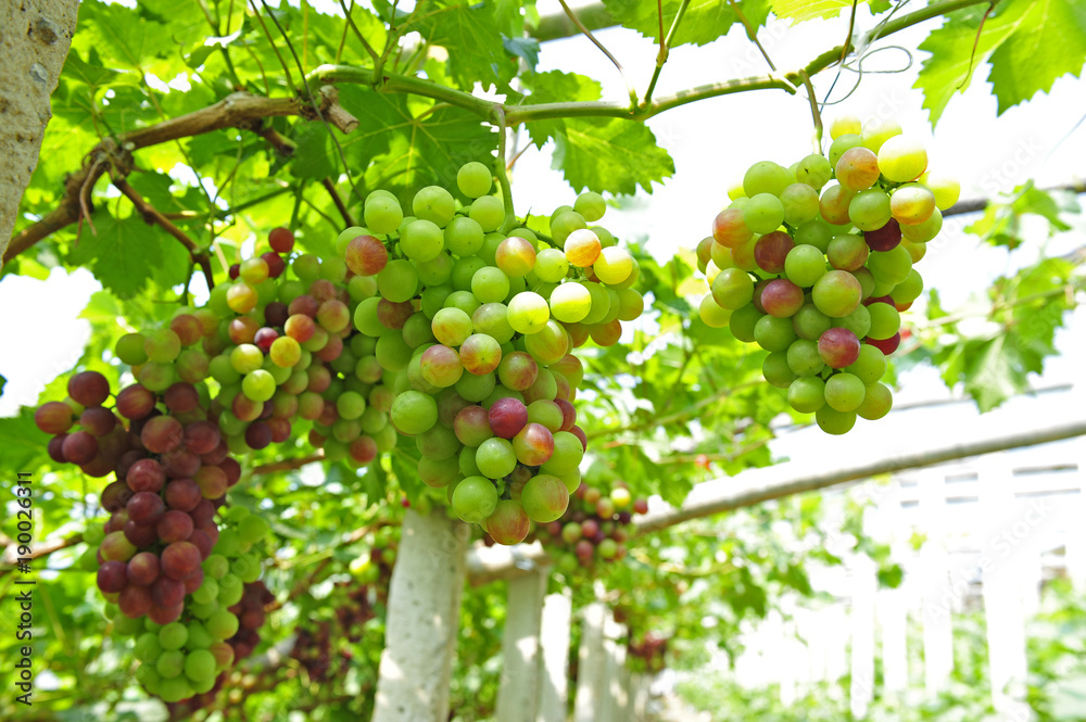 Ripe grapes in his vineyard Ripe grapes in his vineyard